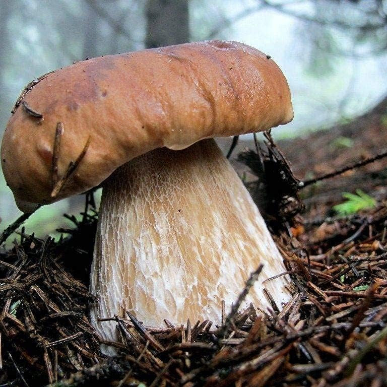 Porcini Mushroom Spores up to 50%