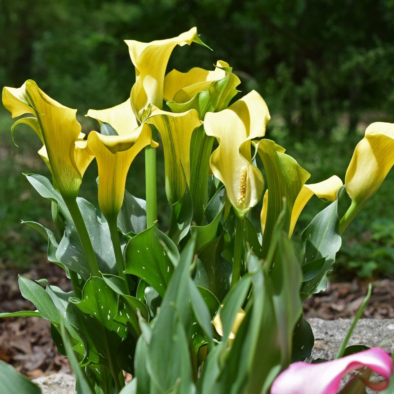 Calla Lily Seeds up to 50%