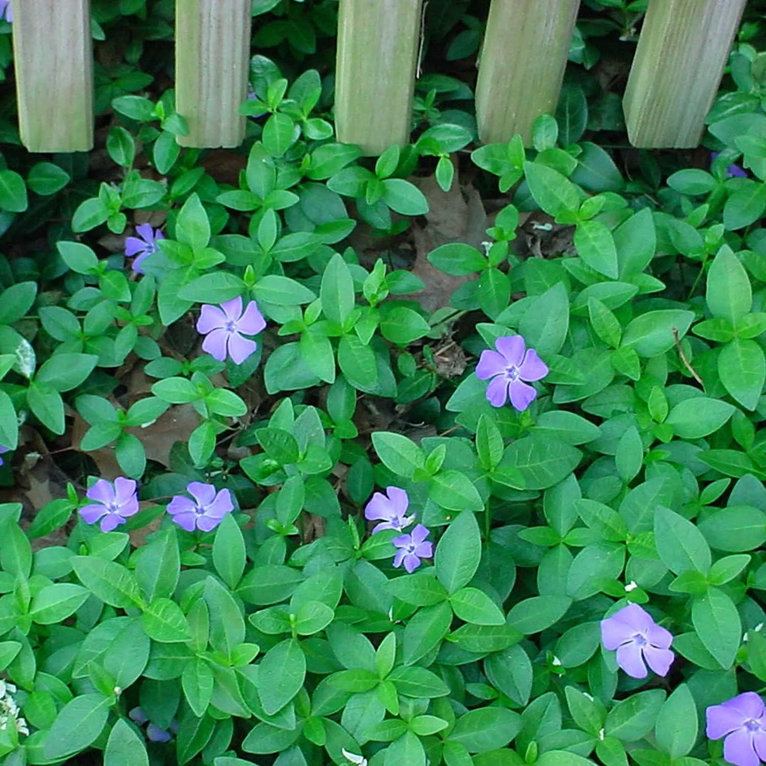 Vinca Minor Ground Cover Seeds up to 50%