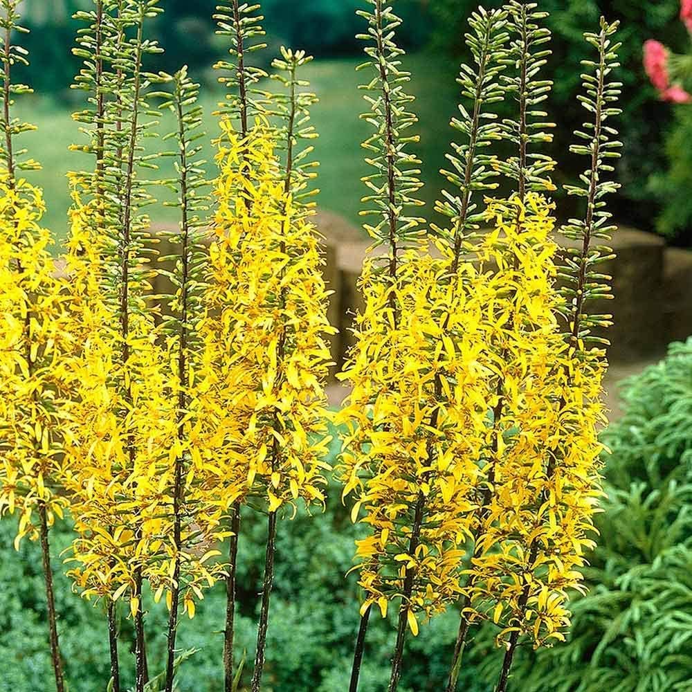 Ligularia Przewalskii Seeds up to 50%