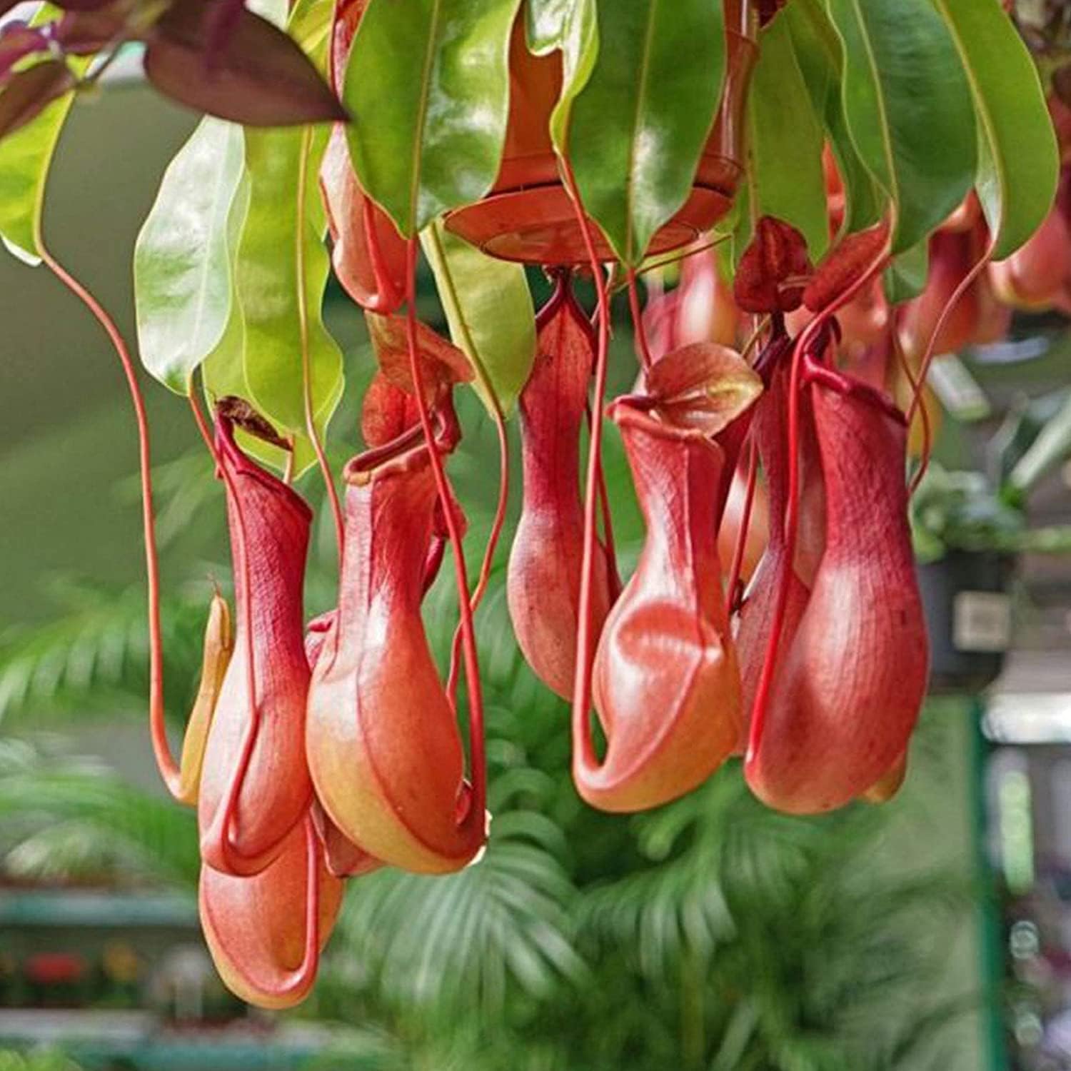 Tropical Pitcher Plant Seeds up to 50%