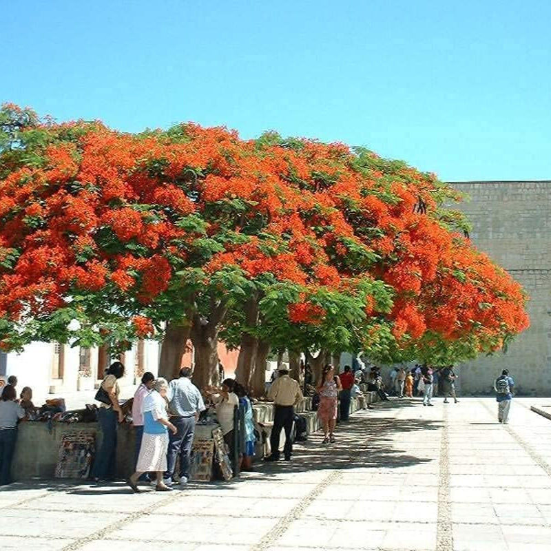 Red Flame Flamboyant Tree (Delonix regia) seeds up to 50%