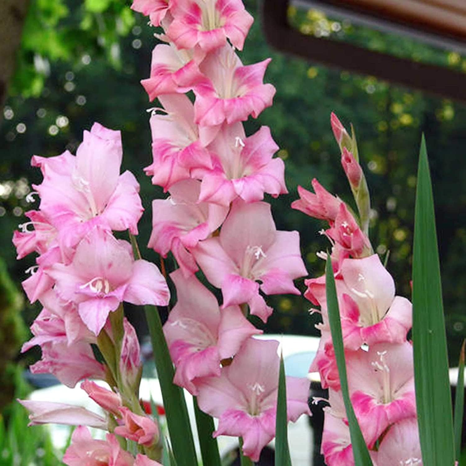 Mixed Snapdragon Flower Seeds up to 50%