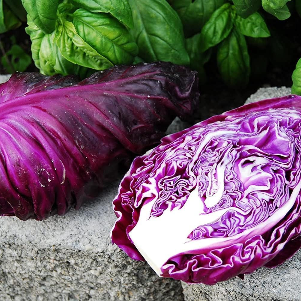 Red Kalibos Cabbage Seeds up to 50%