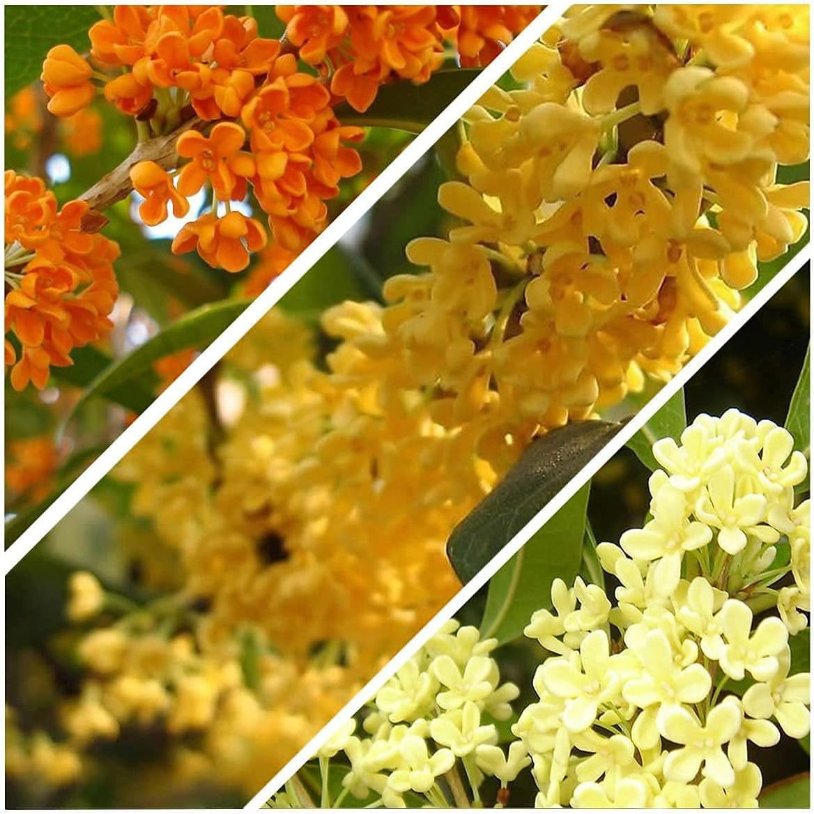 Sweet Olive Tree Seeds up to 50%