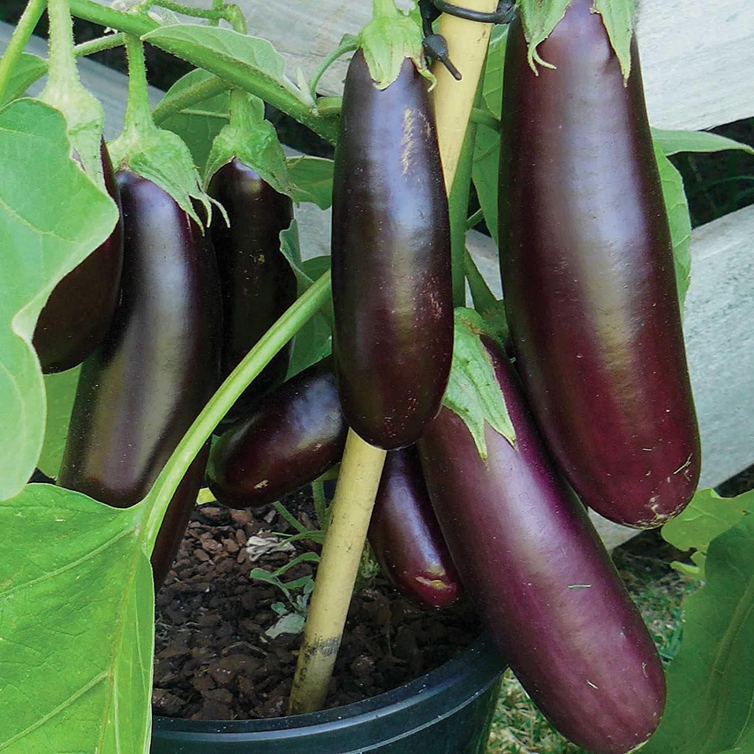 Long Purple Eggplant Seeds up to 50%