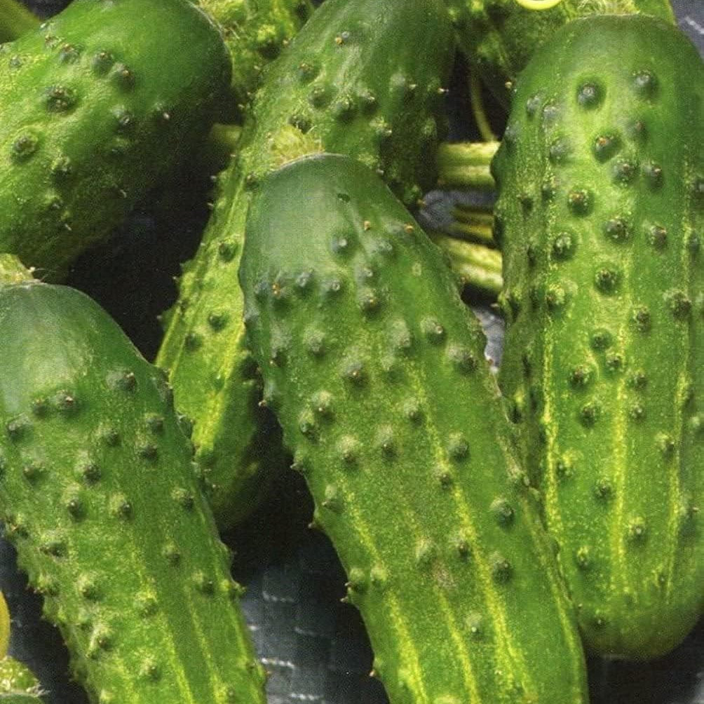 Titus Cucumber Seeds up to 50%