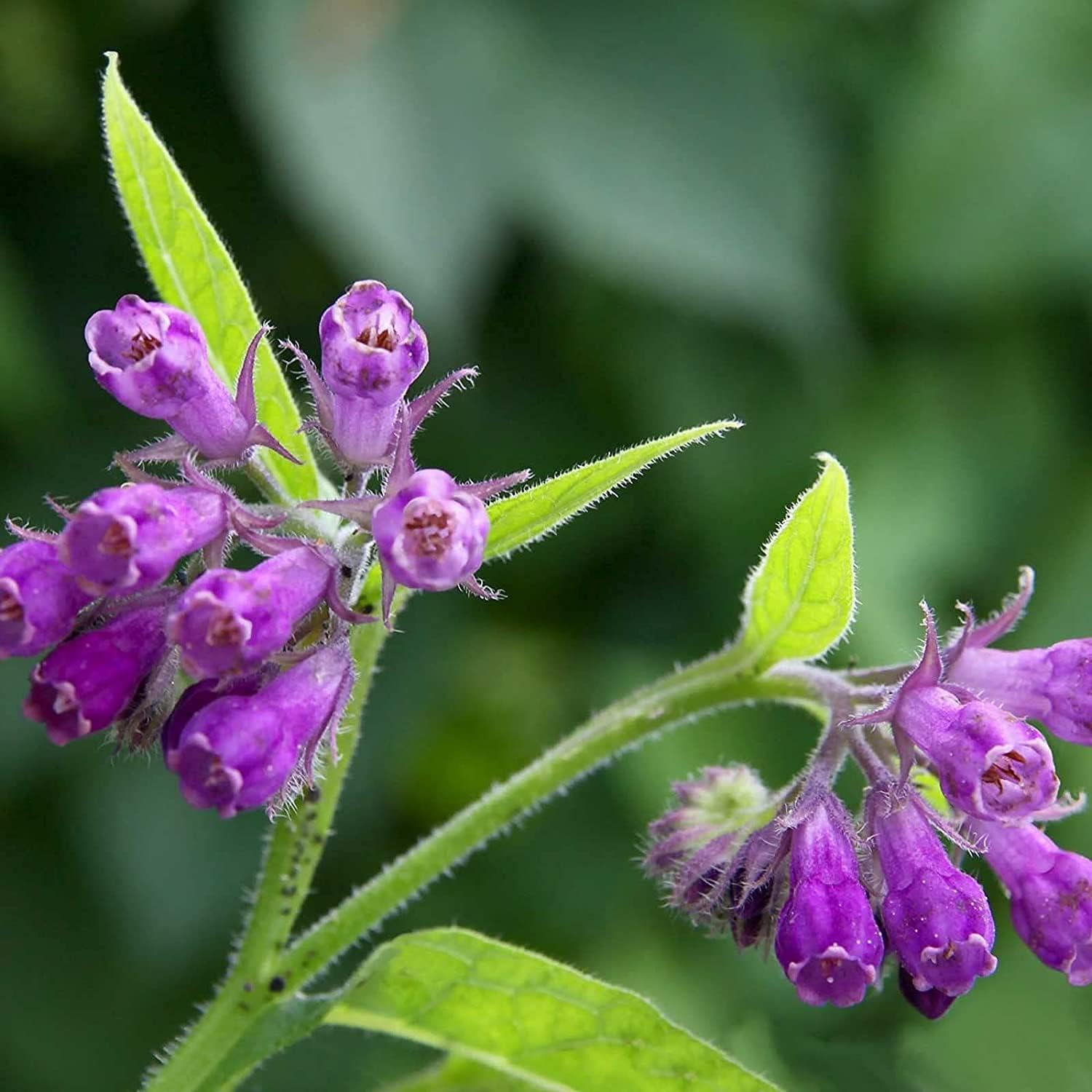 Symphytum Officinale (Comfrey) Seeds ¨C Non-GMO Perennial Herb ¨C up to 50%