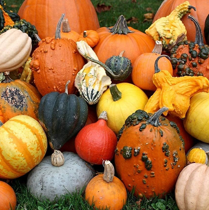 Decorative Pumpkin Mix Seeds up to 50%
