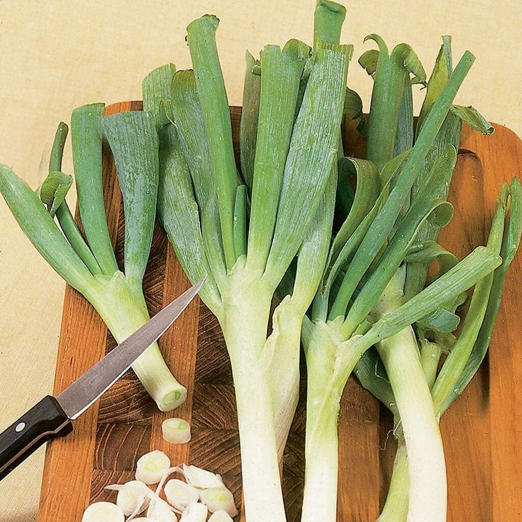 American Flag Leek Seeds up to 50%