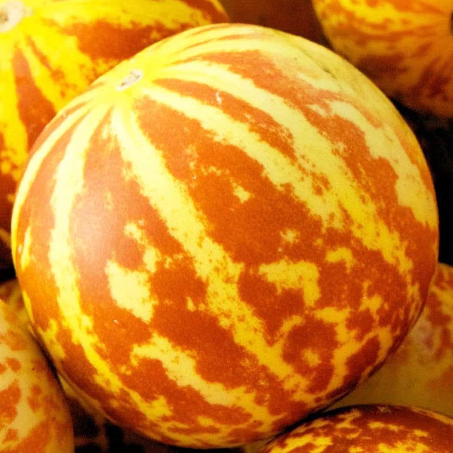 Tigger Melon Seeds up to 50%