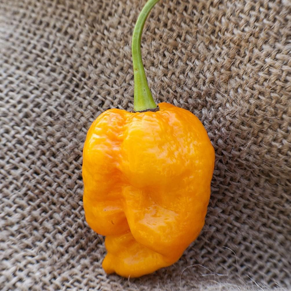 Trinidad Yellow Heirloom Pepper Seeds – Premium Variety– up to 50%