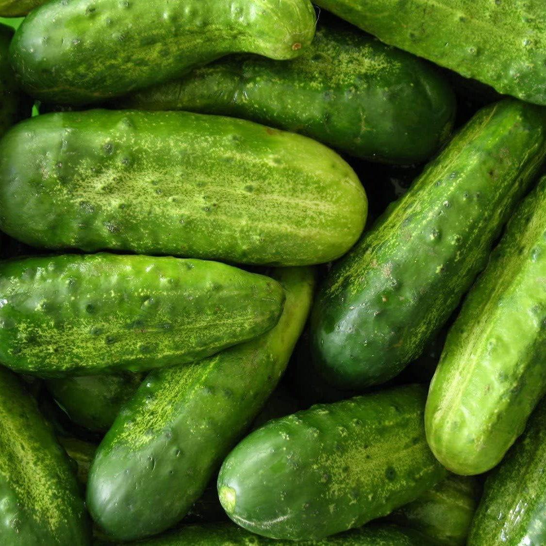 Nezhin Pickling Cucumber Seeds – Crisp Heirloom Variety – up to 50%
