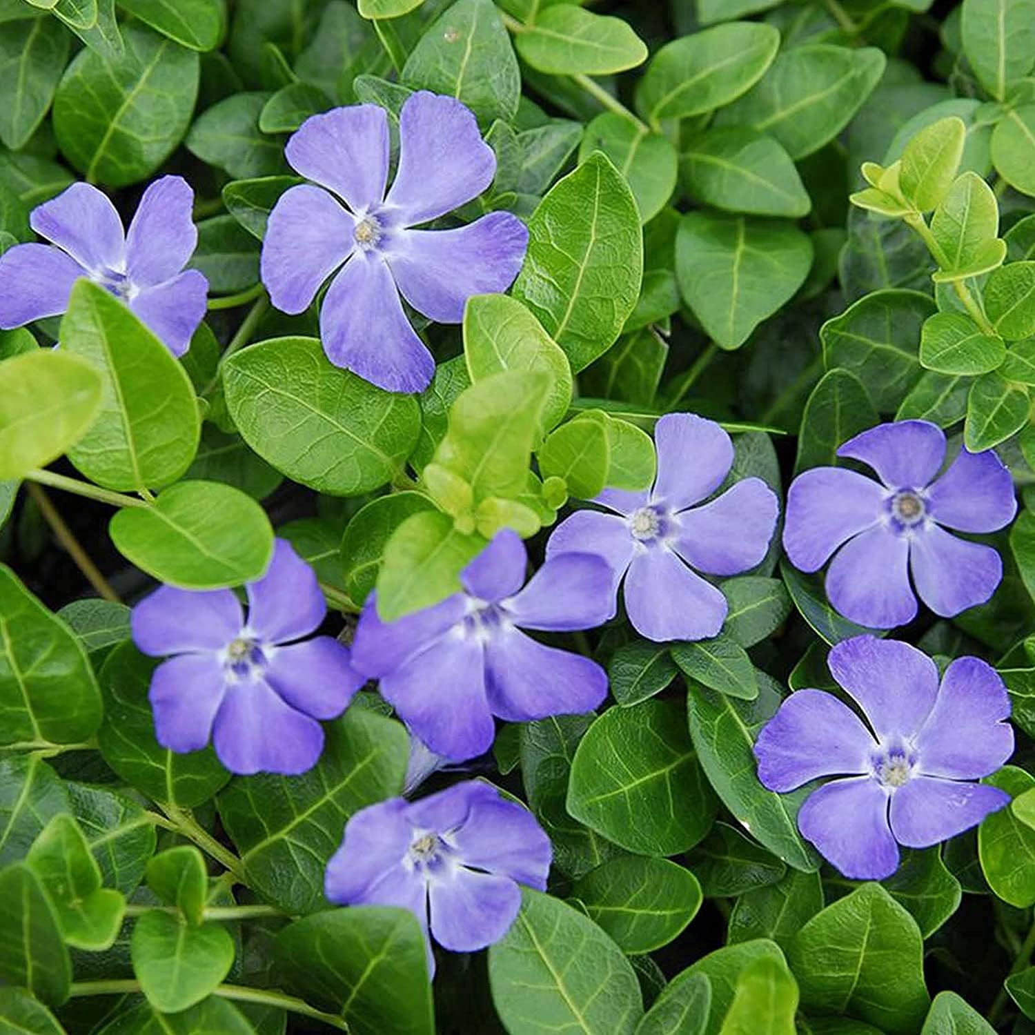 Vinca Minor Ground Cover Seeds up to 50%