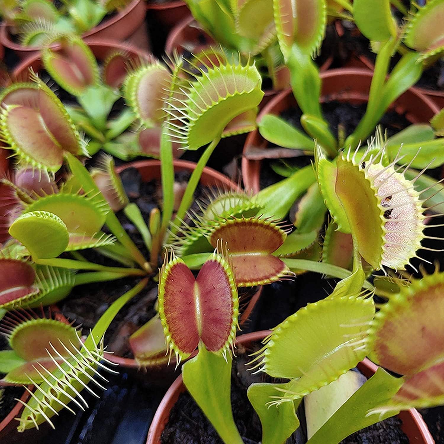 Venus Flytrap Seeds up to 50%