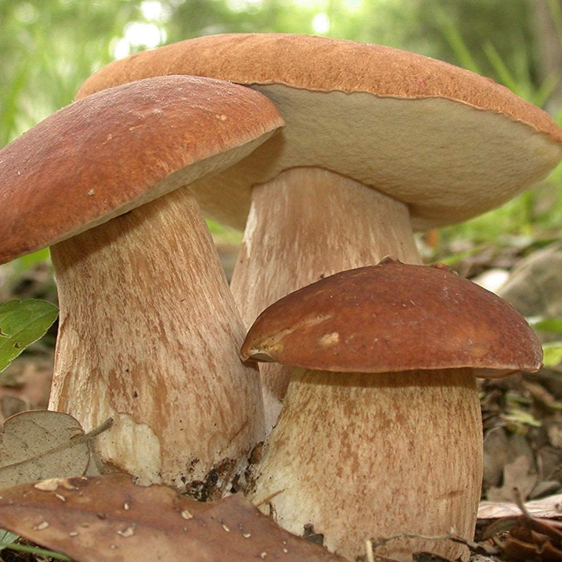 Porcini Mushroom Spores up to 50%