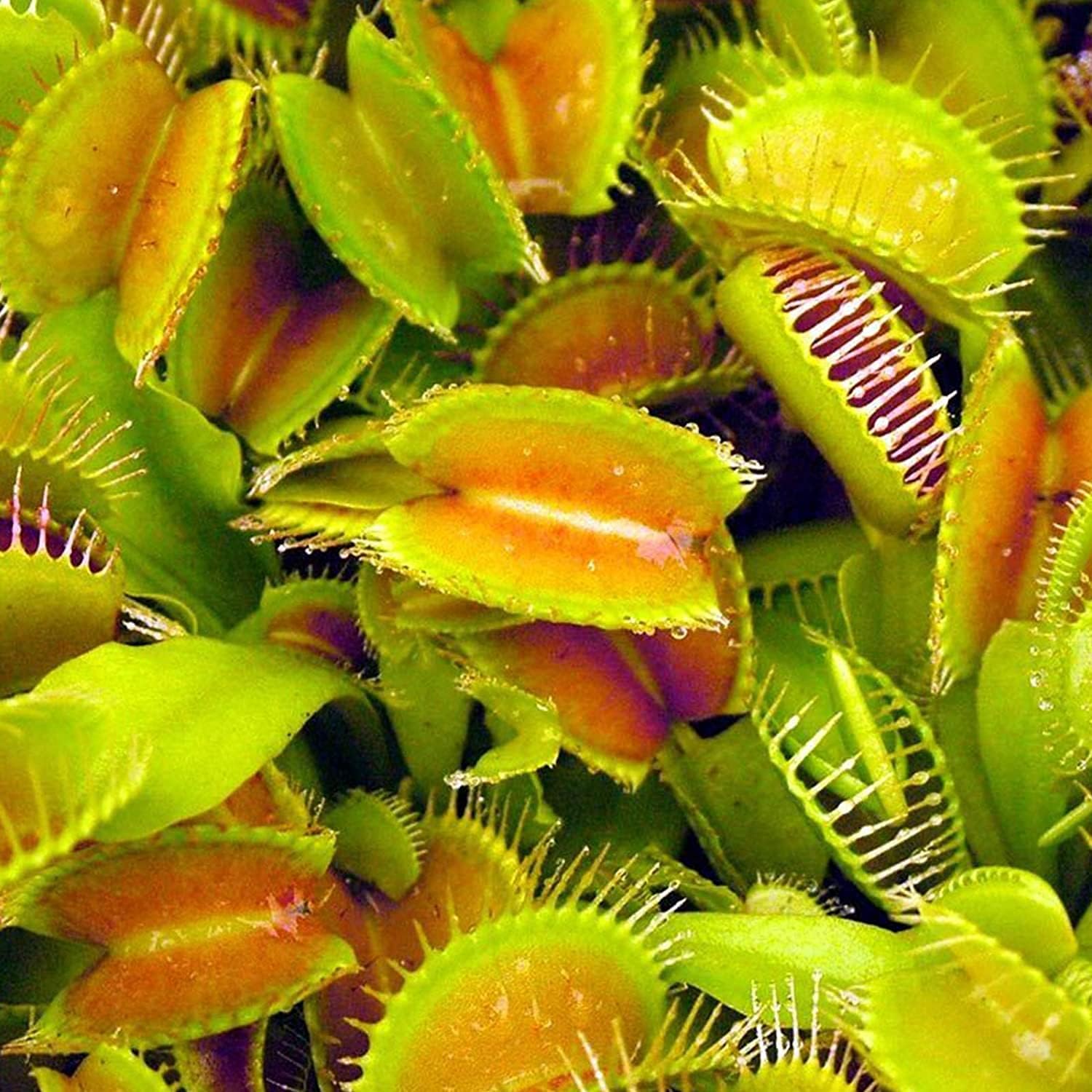 Venus Flytrap Seeds up to 50%