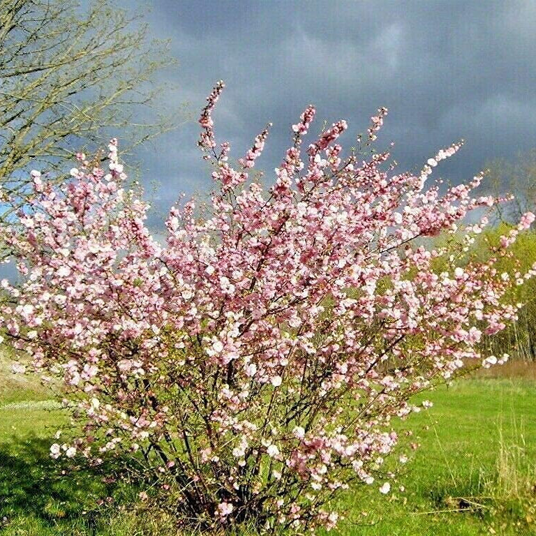Burning Bush Shrub Seeds up to 50%