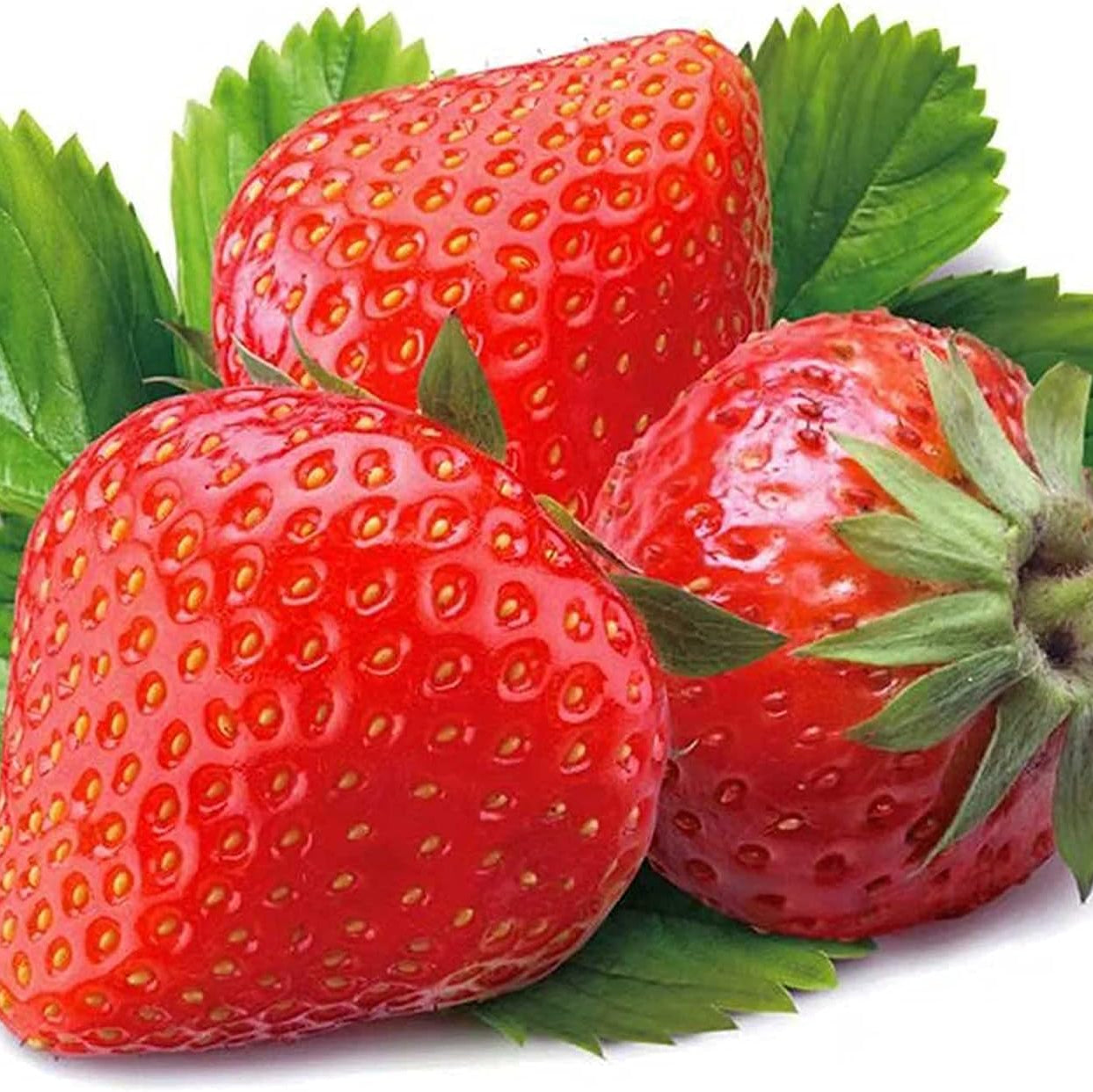 Large Strawberry Seeds up to 50%