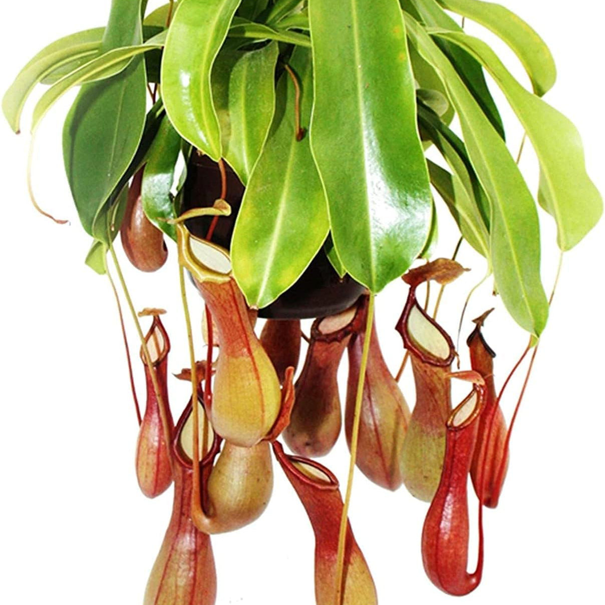 Tropical Pitcher Plant Seeds up to 50%