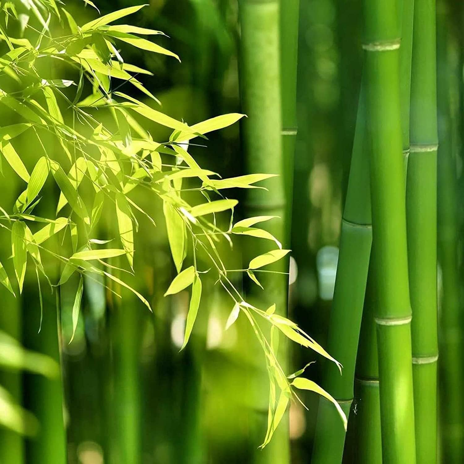 Giant Bamboo Plant Seeds up to 50%