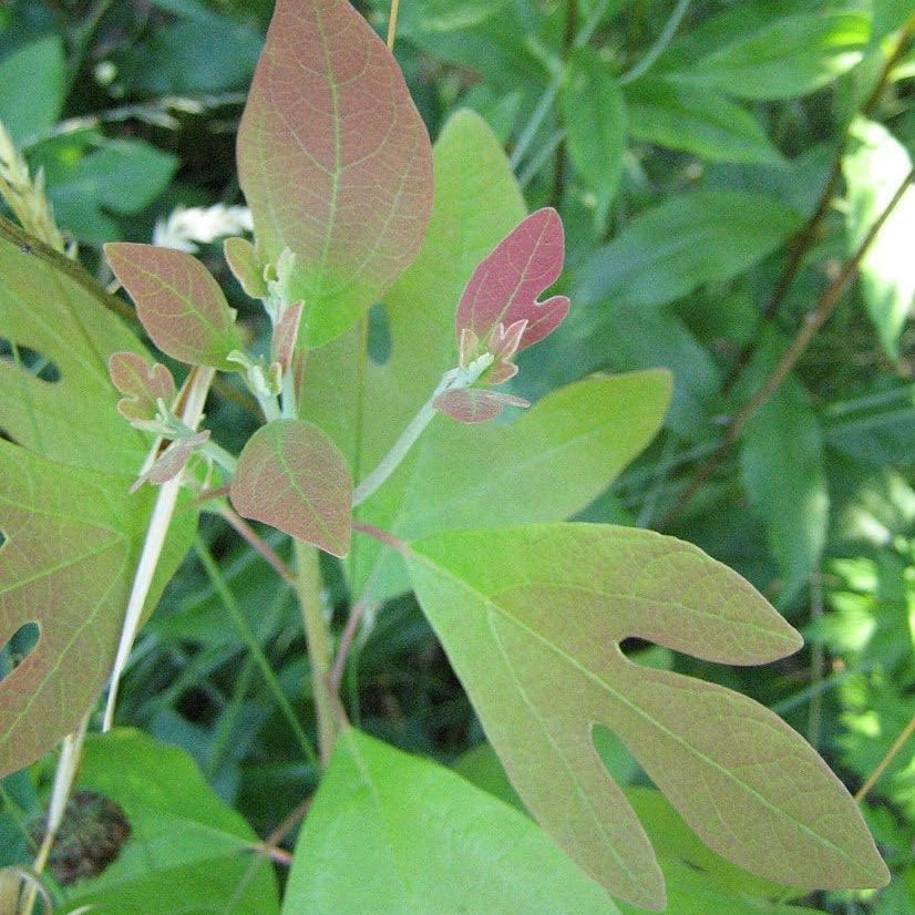 Sassafras Tree Seeds up to 50%