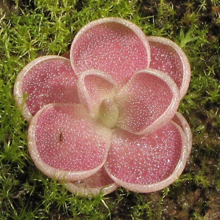 Butterwort Carnivorous Seeds up to 50%