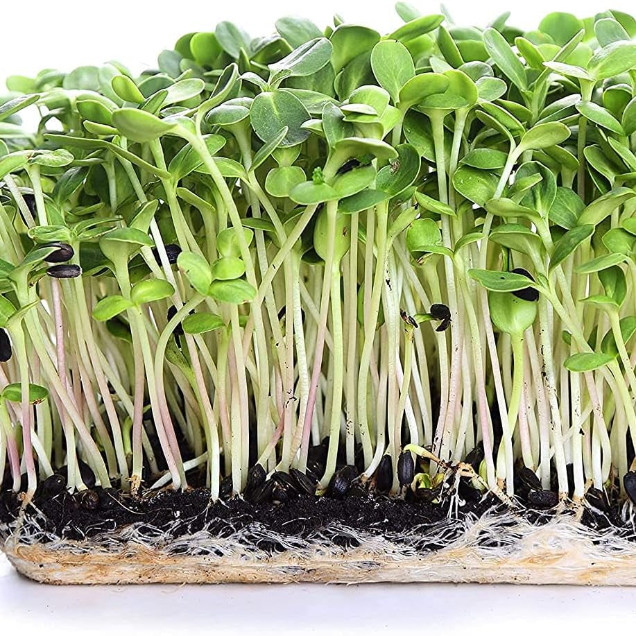 Black Oil Sunflower Seeds up to 50%