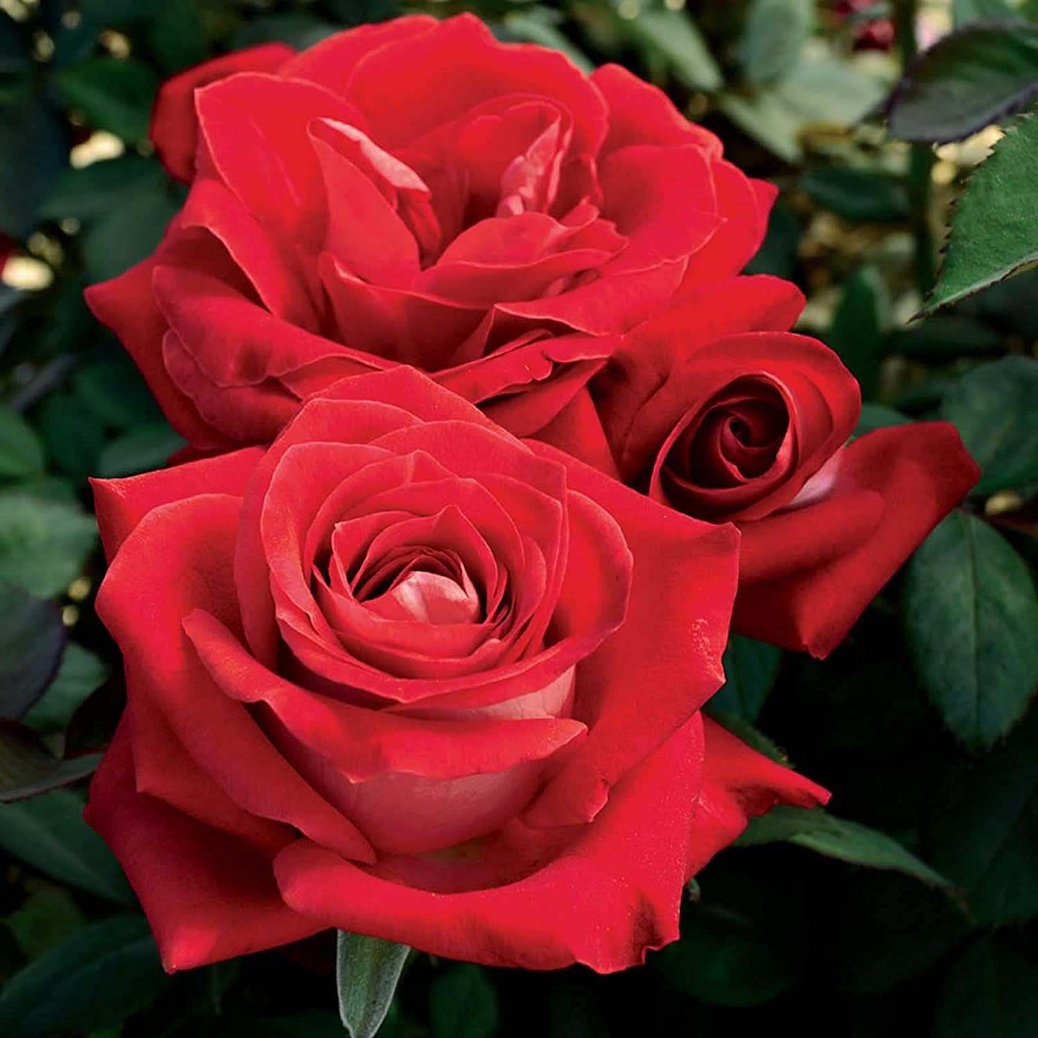 Mixed Rose Flower Seeds – Colorful Garden Blooms – up to 50%