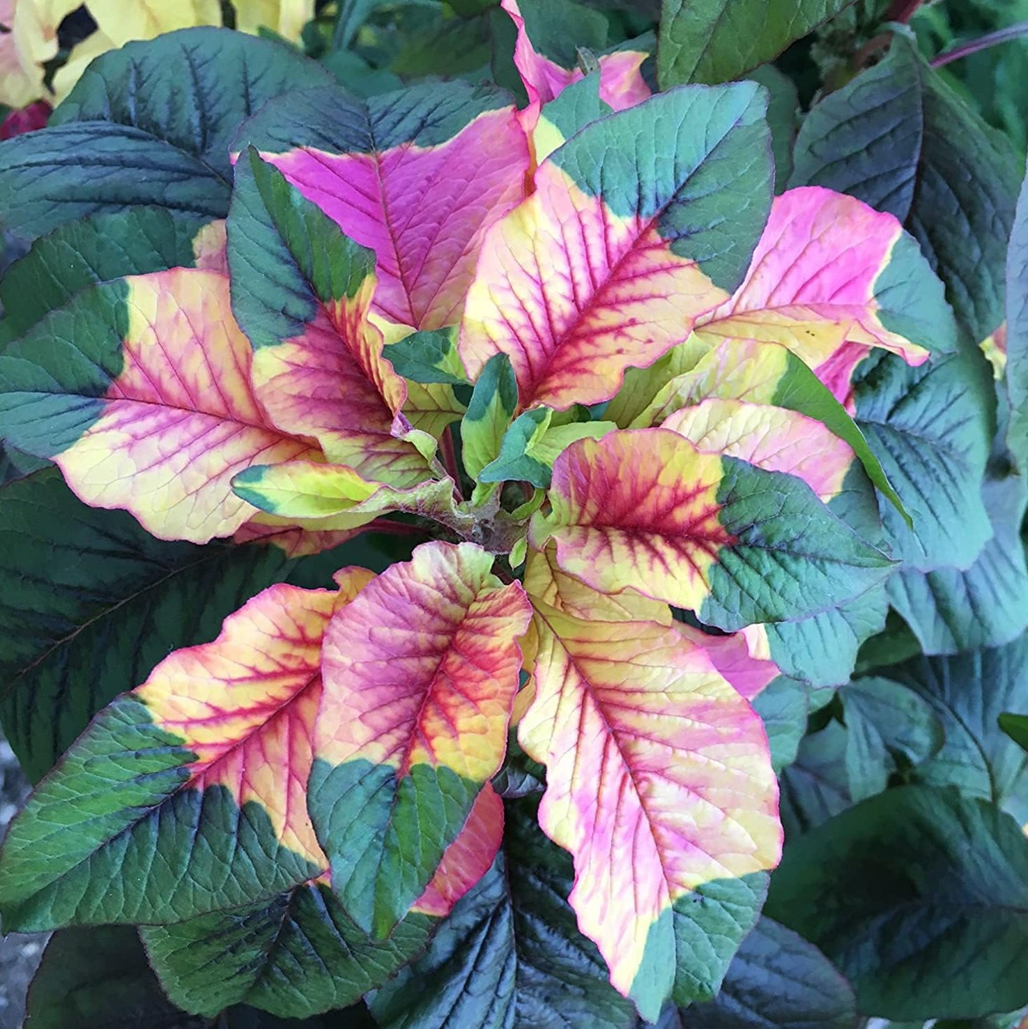 Joseph's Coat Amaranthus Tricolor Seeds – up to 50%