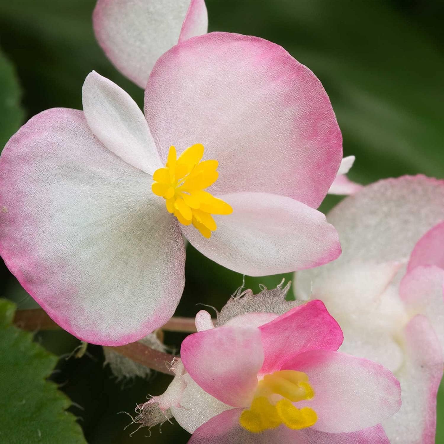 Fibrous Begonia Cocktail Series Seeds – Rum (White & Red) | up to 50%