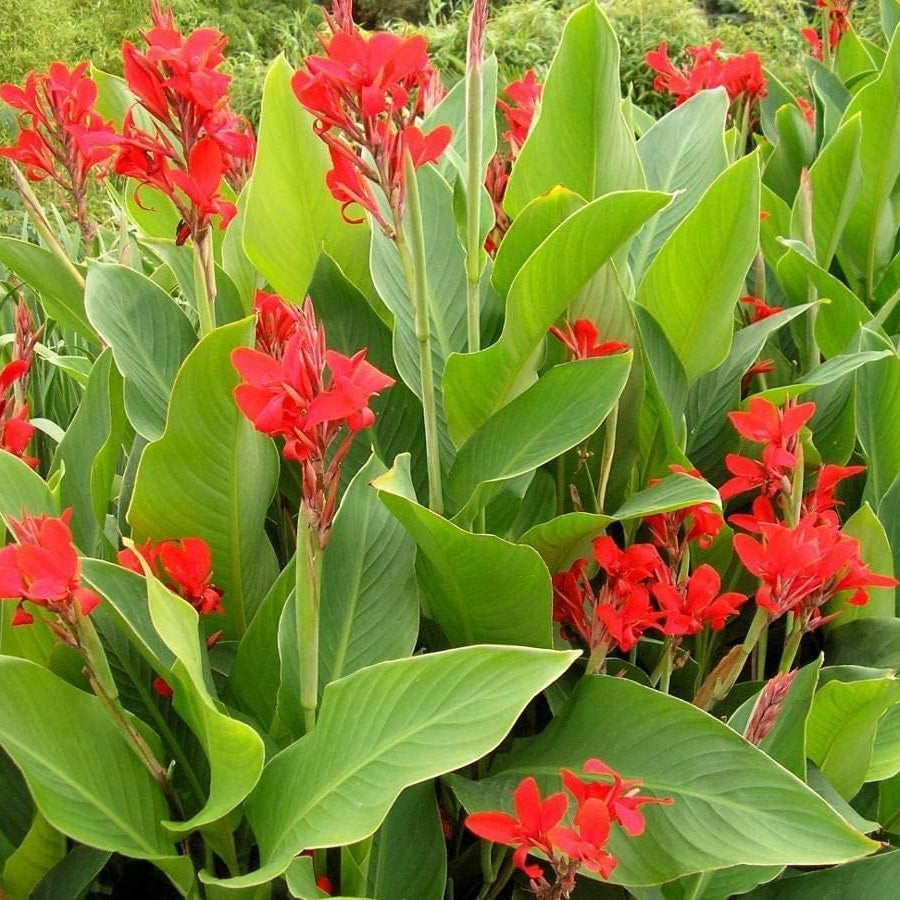 Canna Edulis Plant Seeds up to 50%