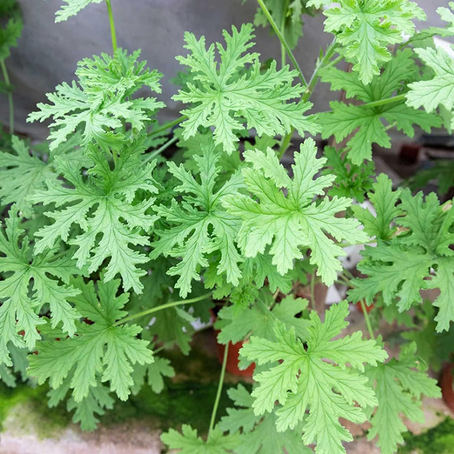 Citronella Plant Seeds up to 50%