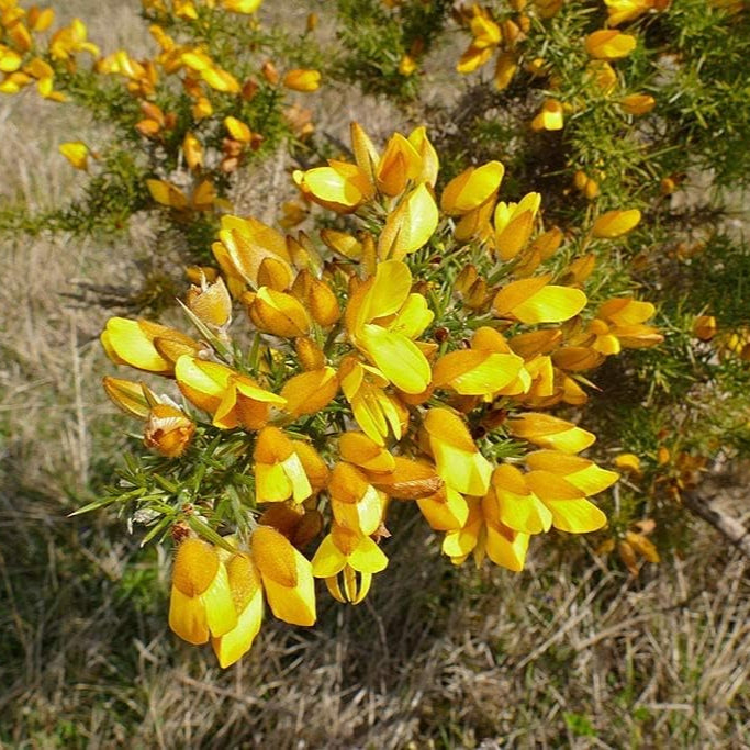 Ulex europaeus(Common Gorse)seeds up to 50%