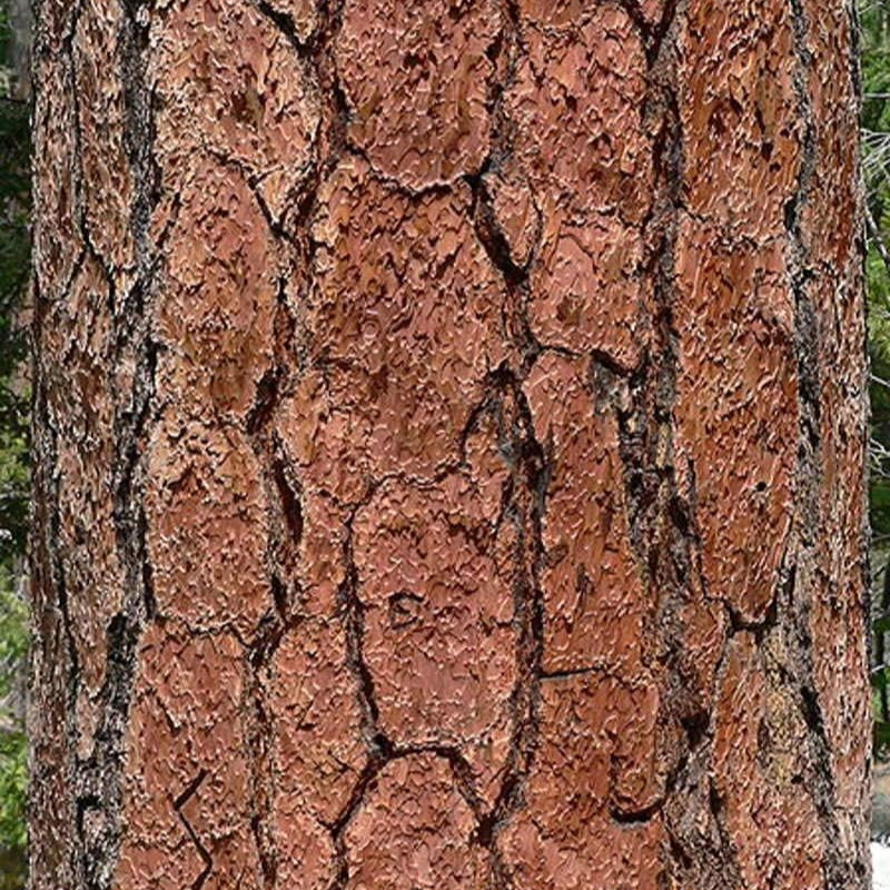 Pinus Ponderosa scopulorum seeds up to 50%