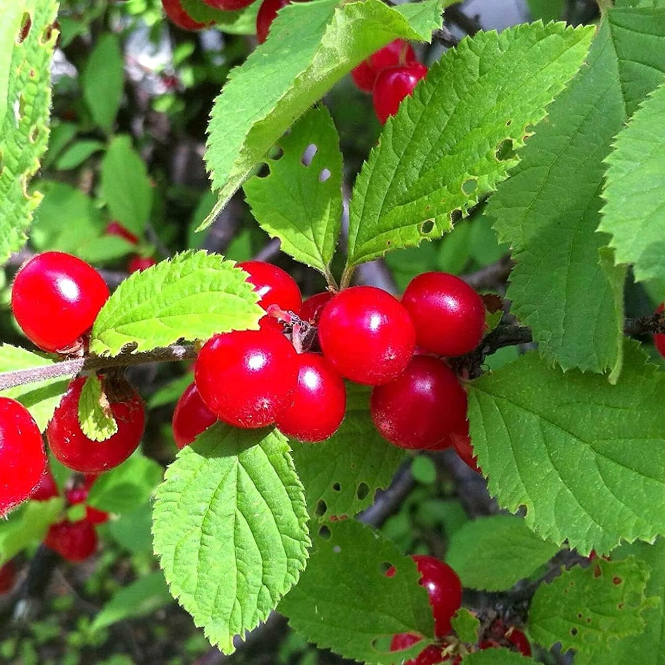 Nanking Cherry seeds up to 50%