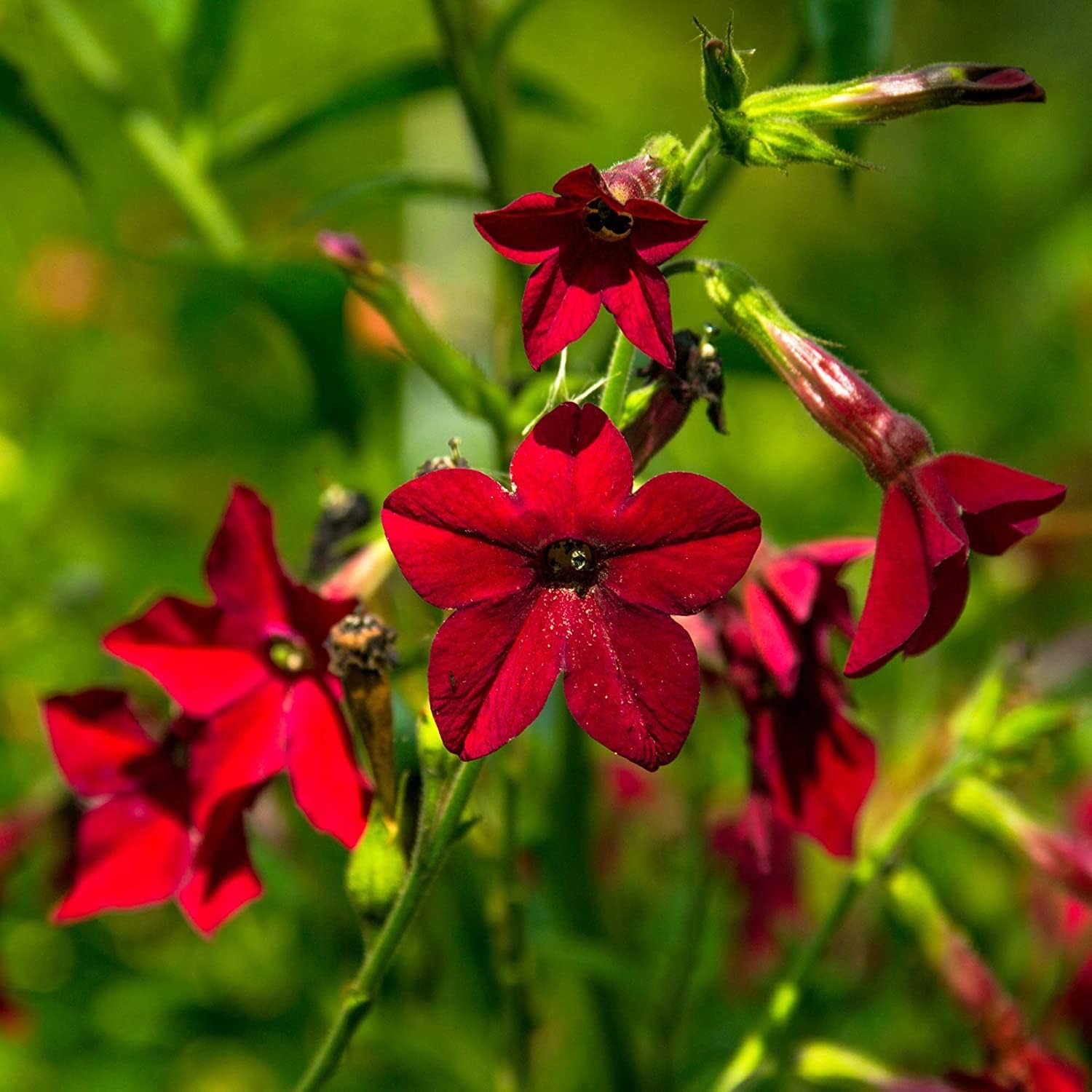 Nicotiana Crimson Bedder Seeds – up to 50%
