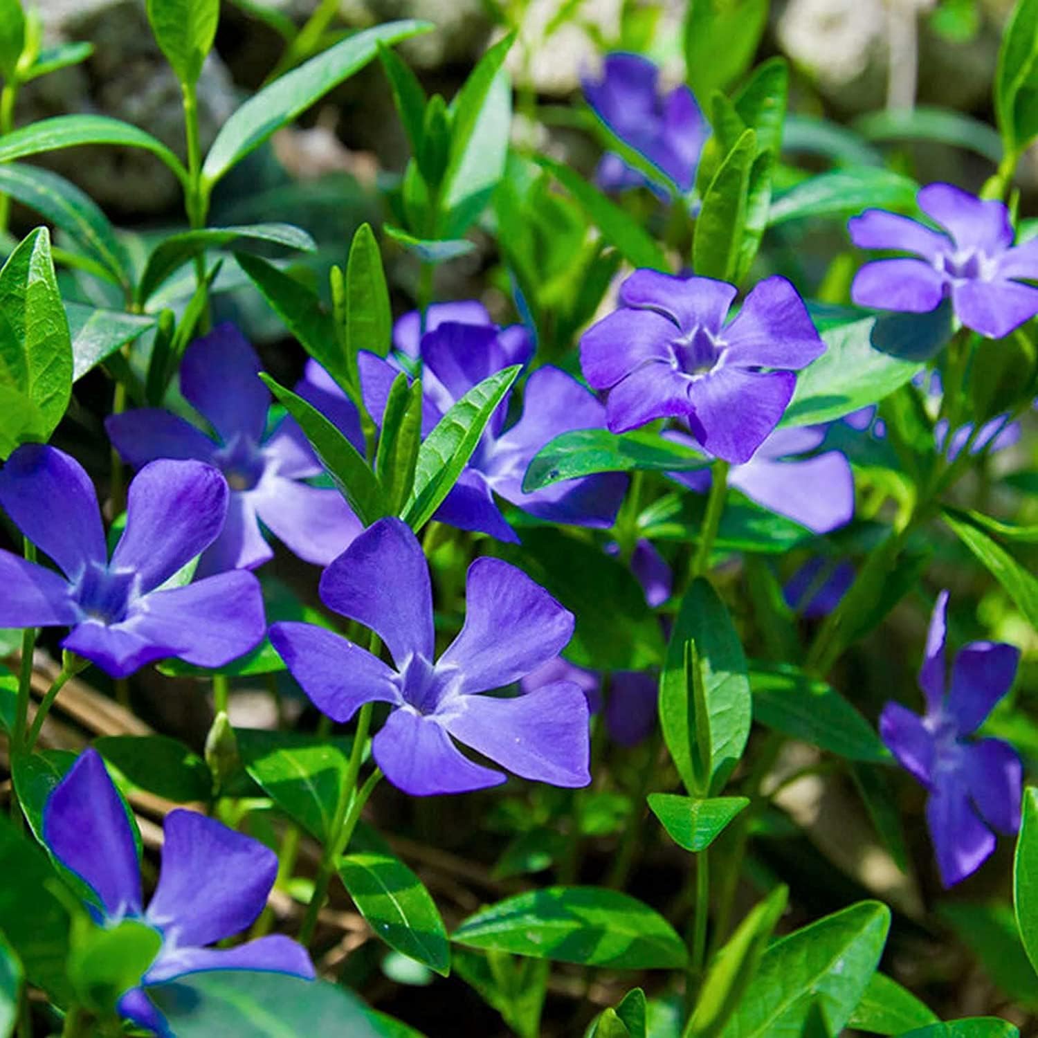 Vinca Minor Ground Cover Seeds up to 50%