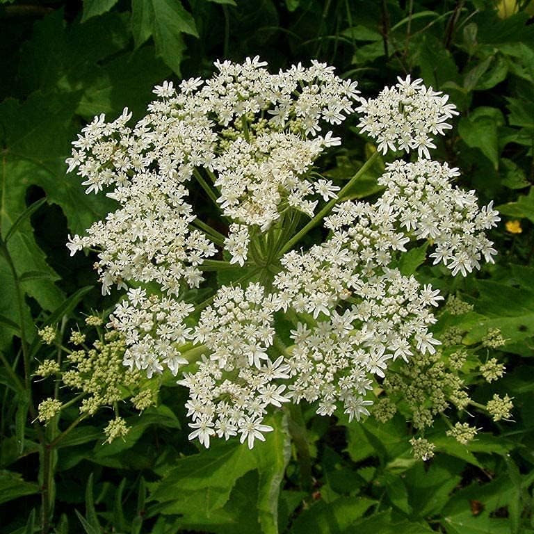 Cow Parsnip Plant Seeds up to 50%