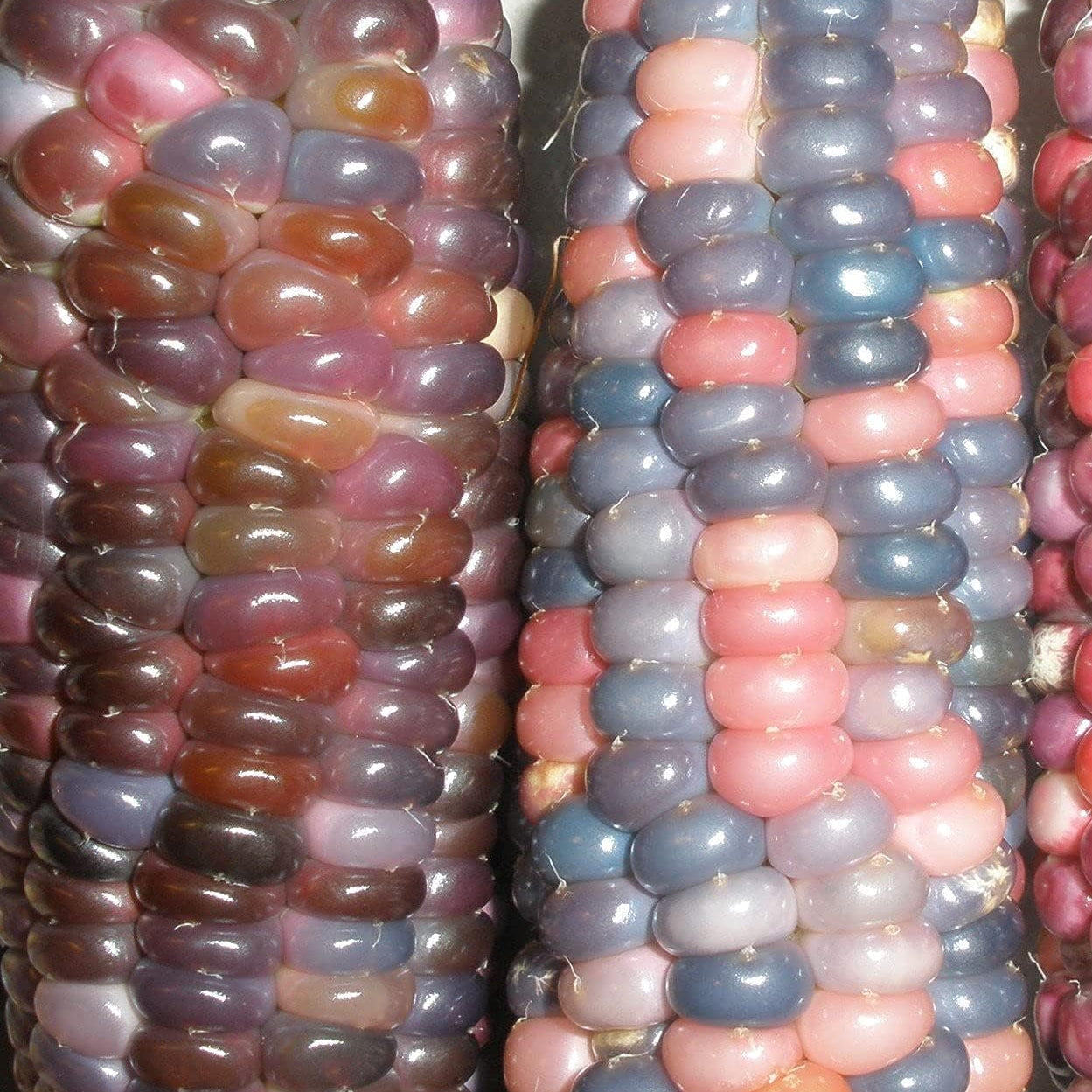 Glass Gem Cherokee Indian Corn Heirloom Seeds – up to 50%