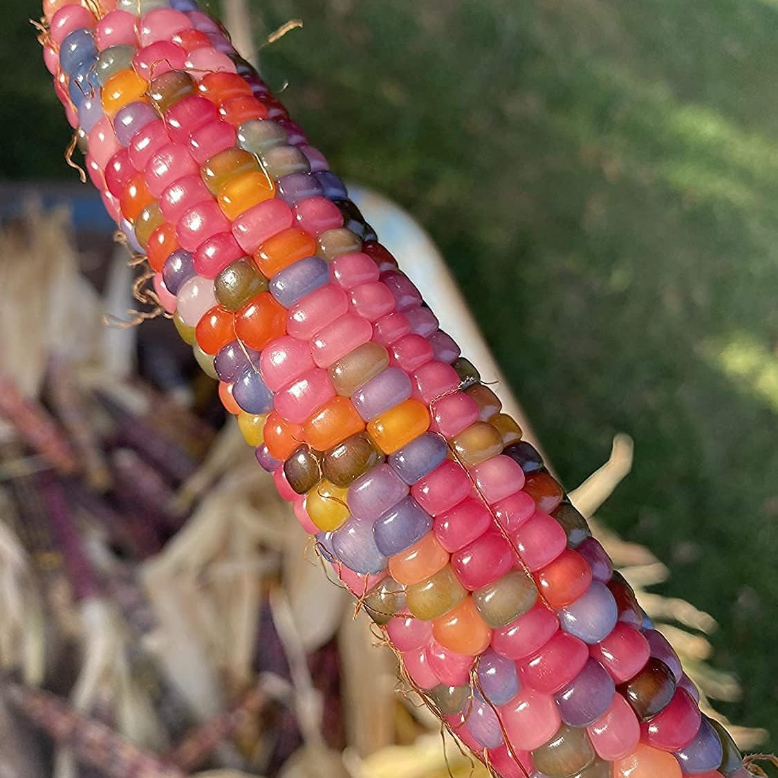 Glass Gem Cherokee Indian Corn Heirloom Seeds – up to 50%