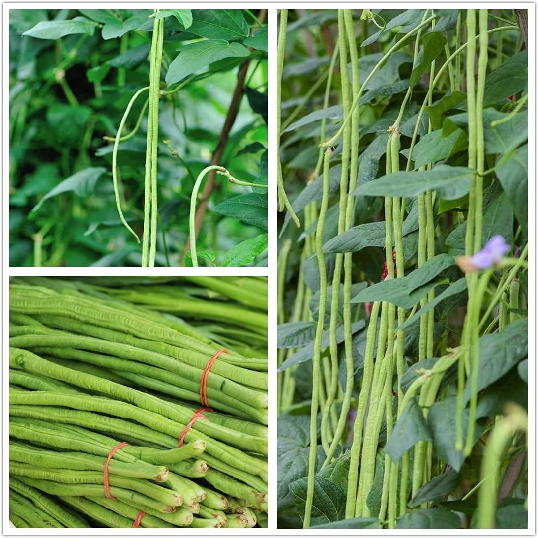 Long Red Noodle Bean Seeds up to 50%