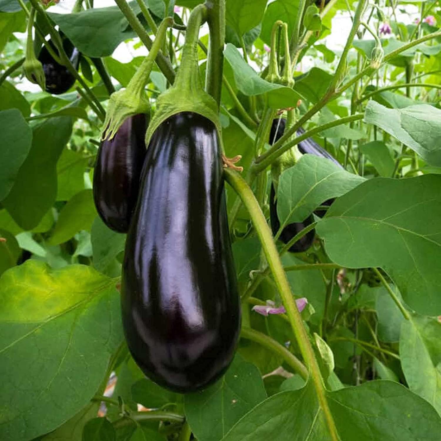 Long Purple Eggplant Seeds up to 50%
