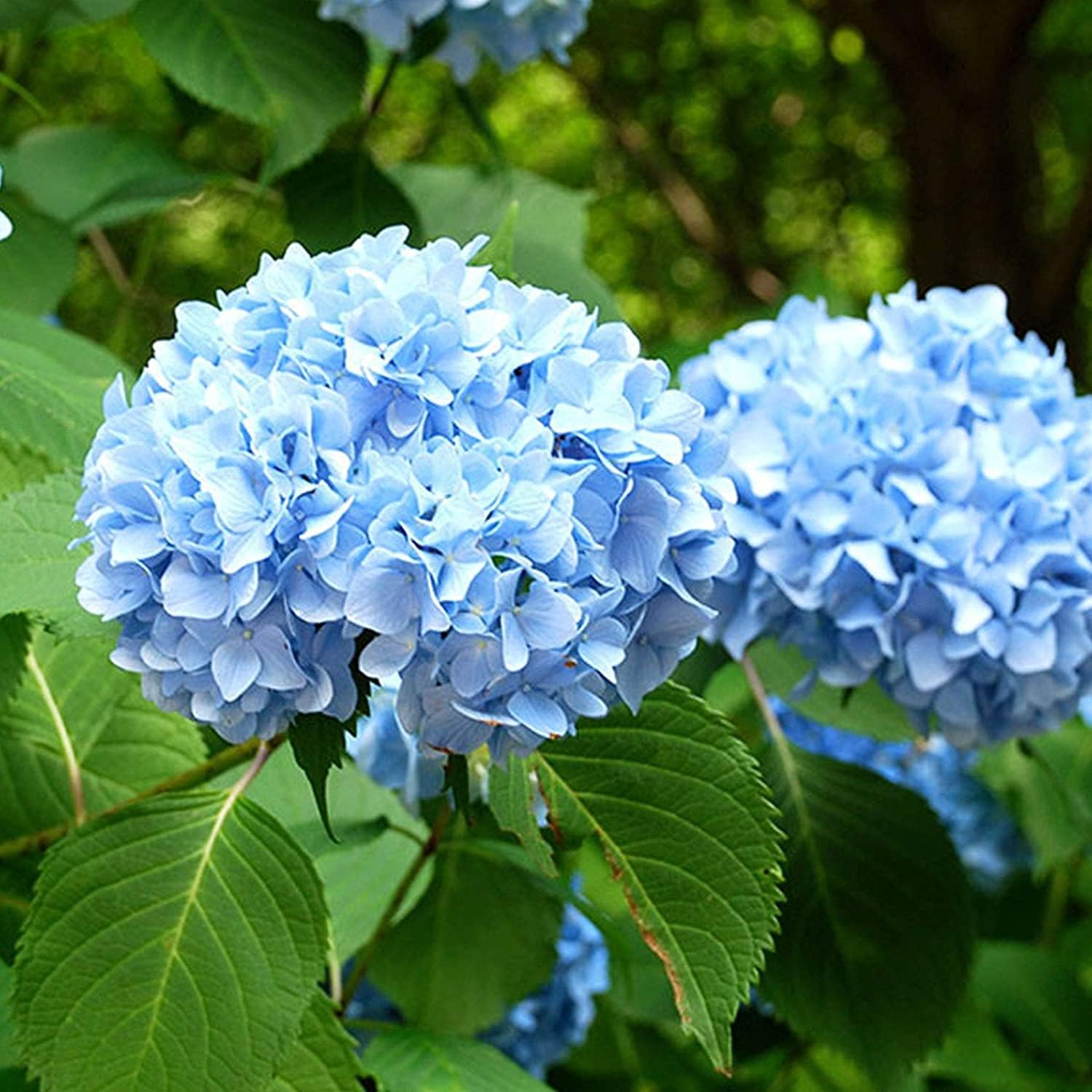 Mixed Hydrangea Flower Seeds up to 50%