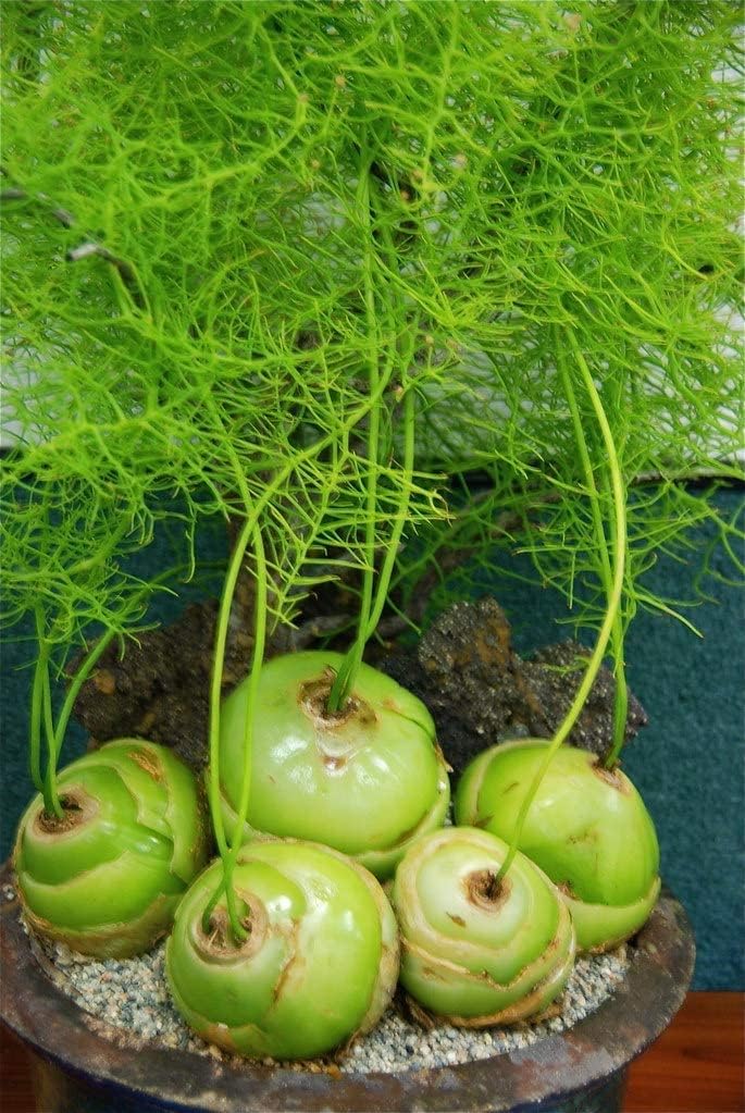 Climbing Onion Plant Seeds up to 50%