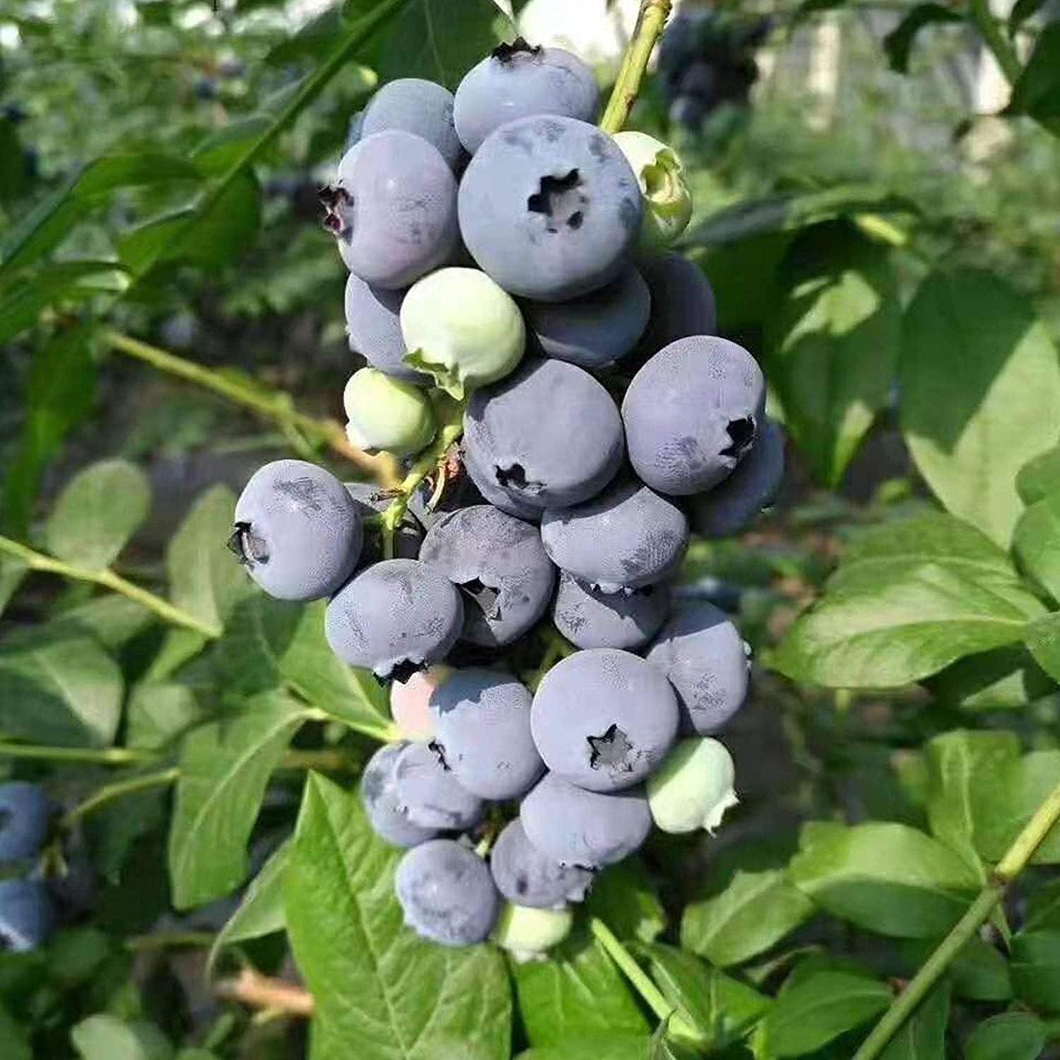 Blueberry Plant Seeds up to 50%