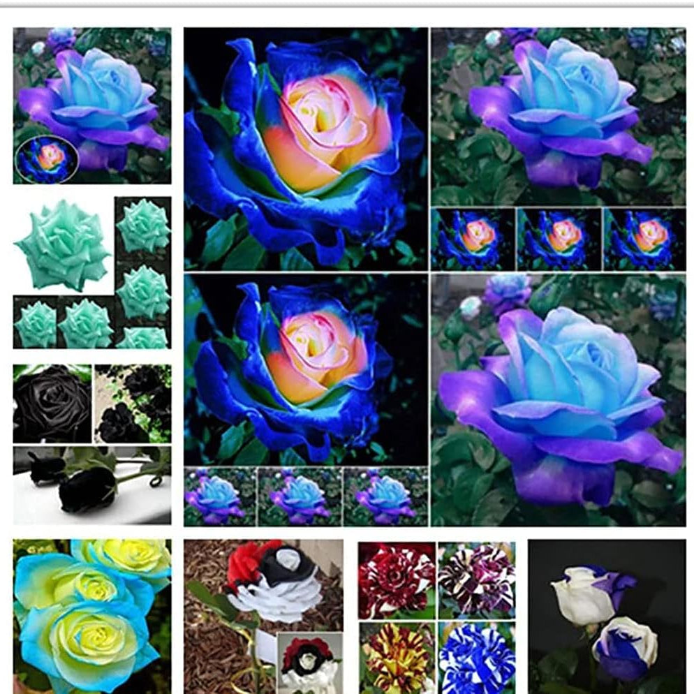 Mixed Color Rose Seeds up to 50%