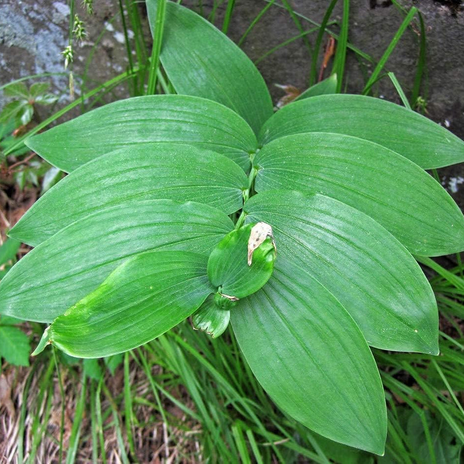 Polygonatum biflorum seeds up to 50%