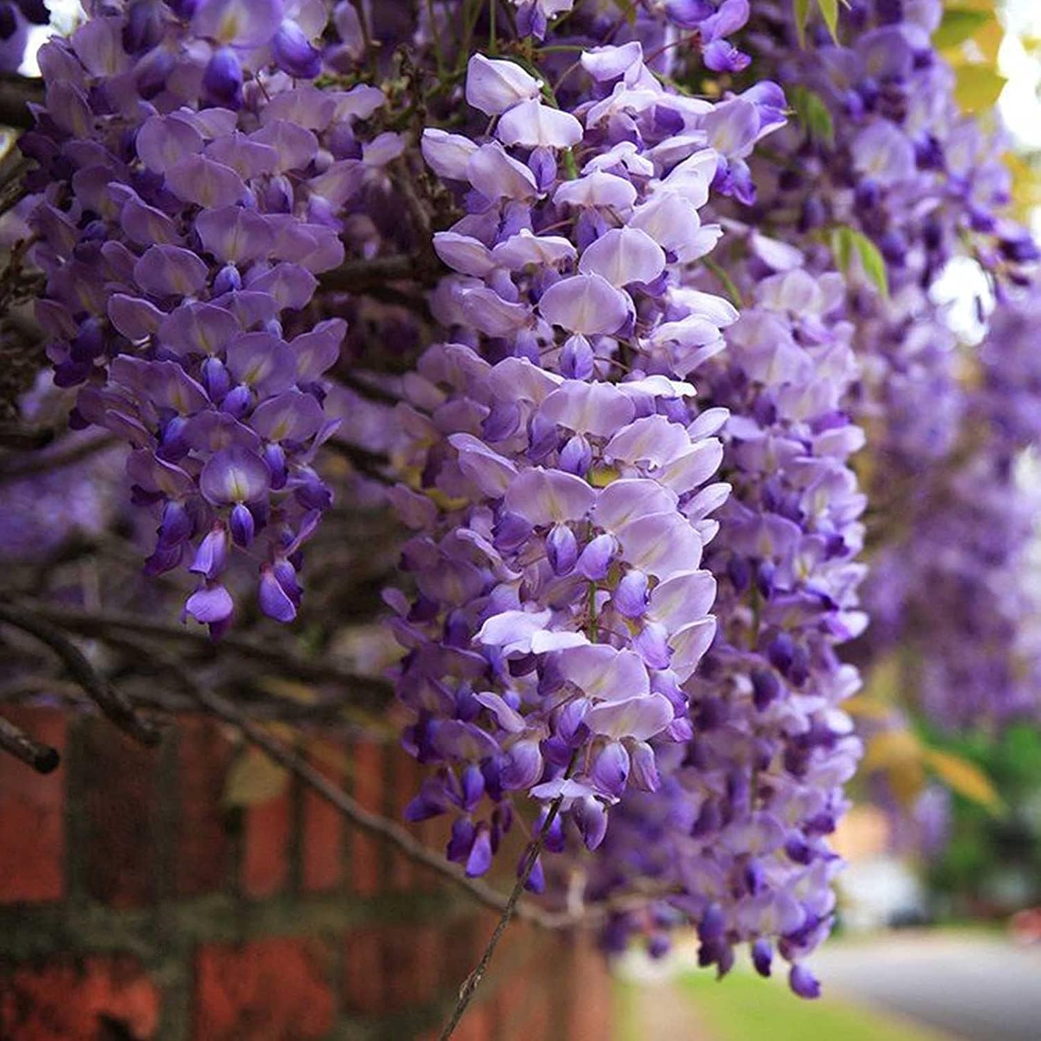 Blue Moon Wisteria Seeds up to 50%