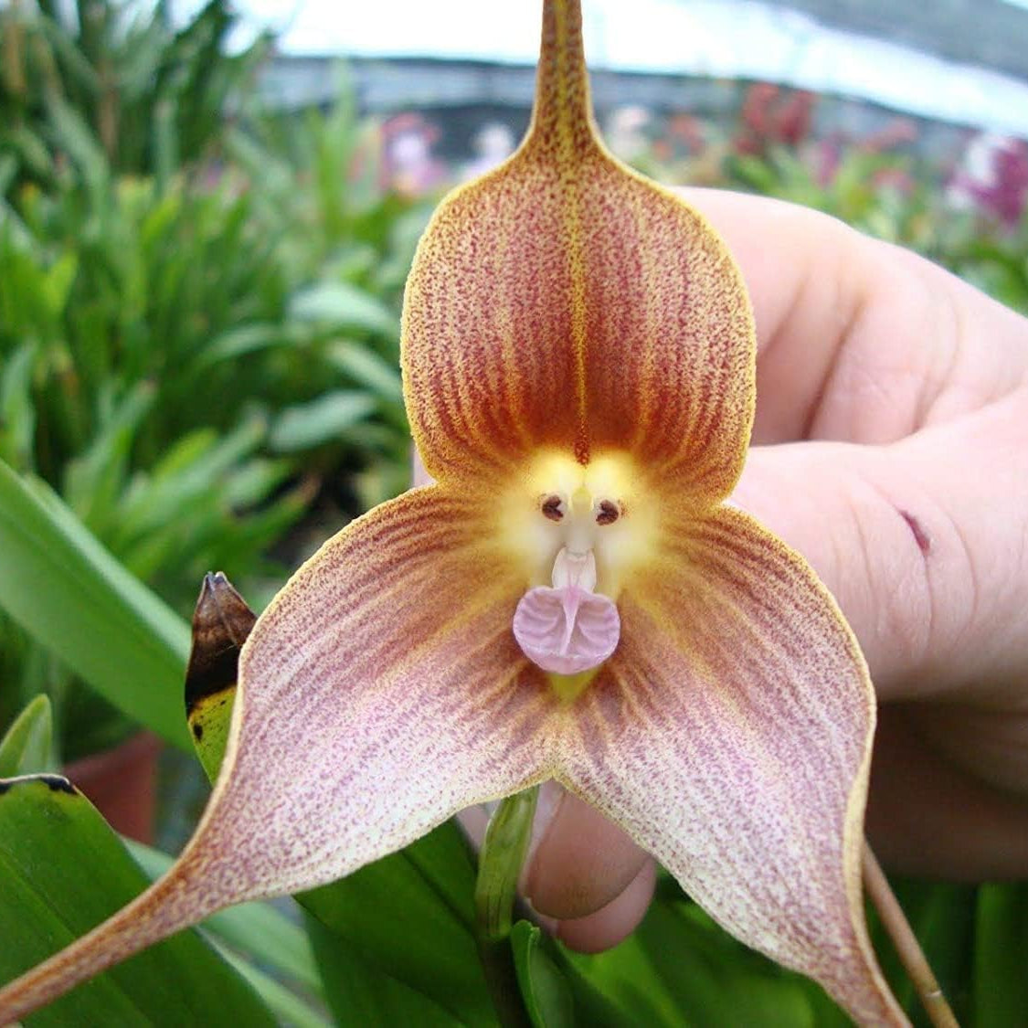 Monkey Face Orchid Seeds up to 50%